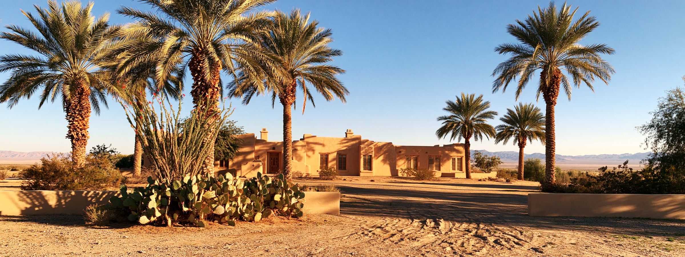 Date palms and cactus over a low adobe wall in Florence, AZ