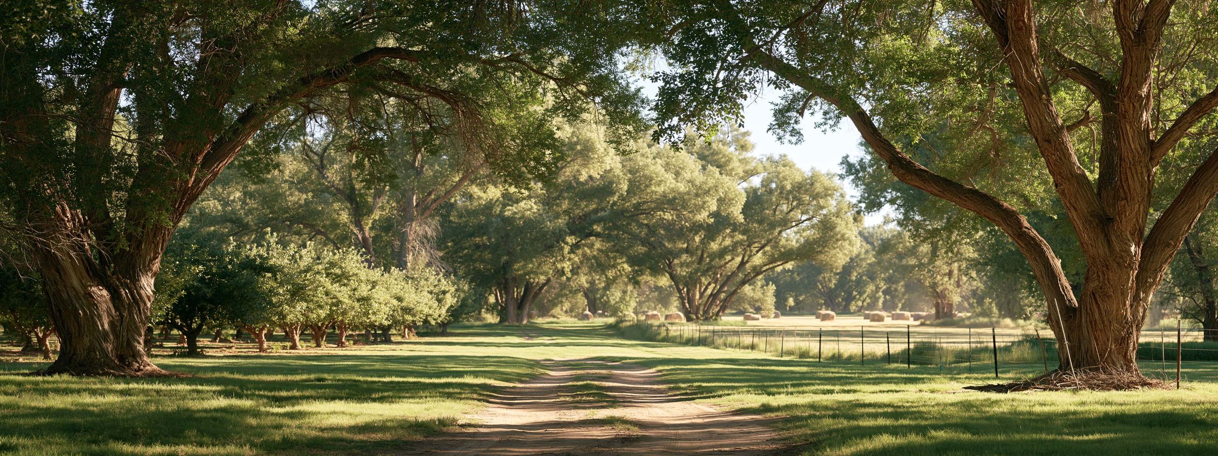 A shaded farm lane and orchard row on old agricultural ground in Gilbert, AZ